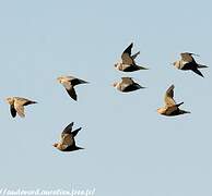 Black-bellied Sandgrouse