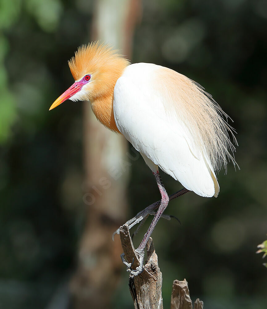 Eastern Cattle Egretadult breeding, identification, Reproduction-nesting