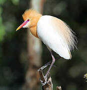 Eastern Cattle Egret