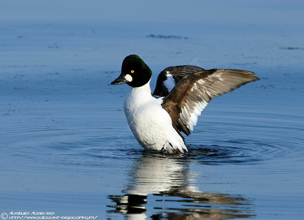 Common Goldeneye