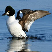 Common Goldeneye