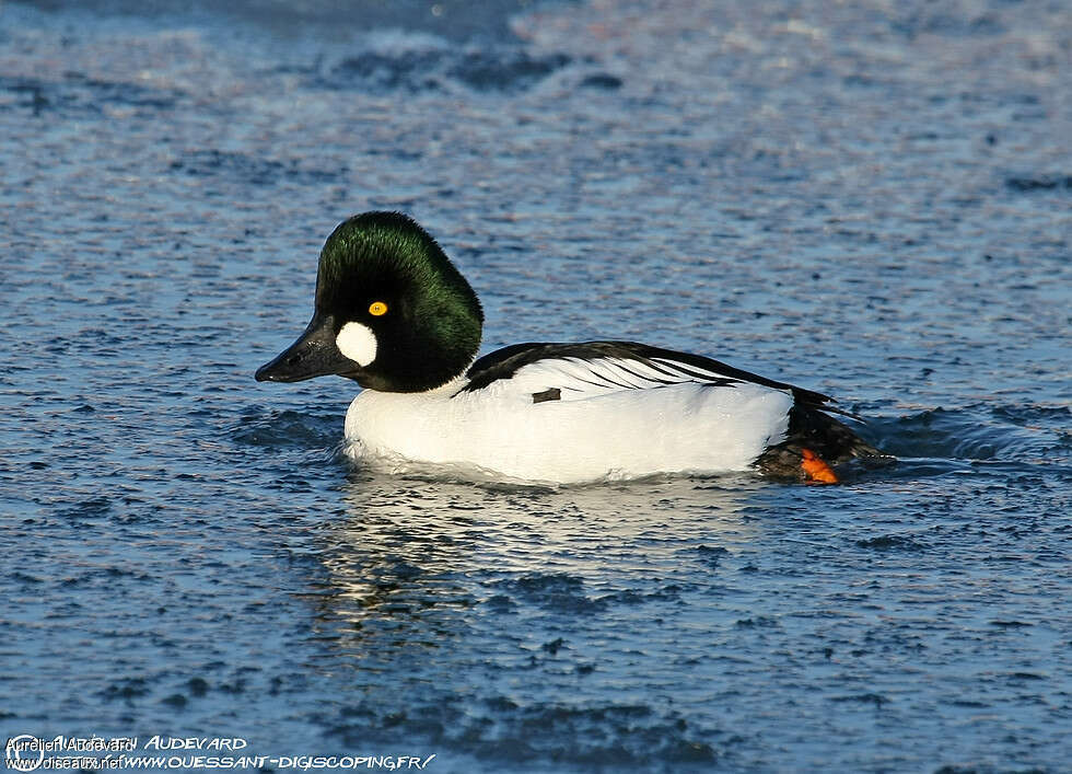 Common Goldeneye male adult breeding, identification