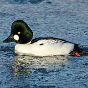 Common Goldeneye