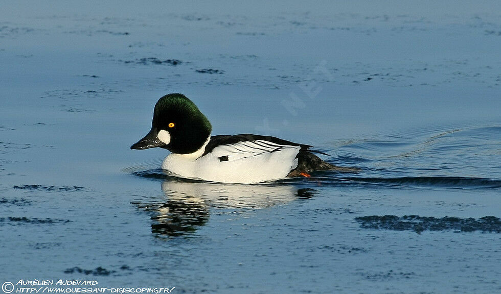 Common Goldeneye male adult breeding