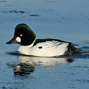 Common Goldeneye