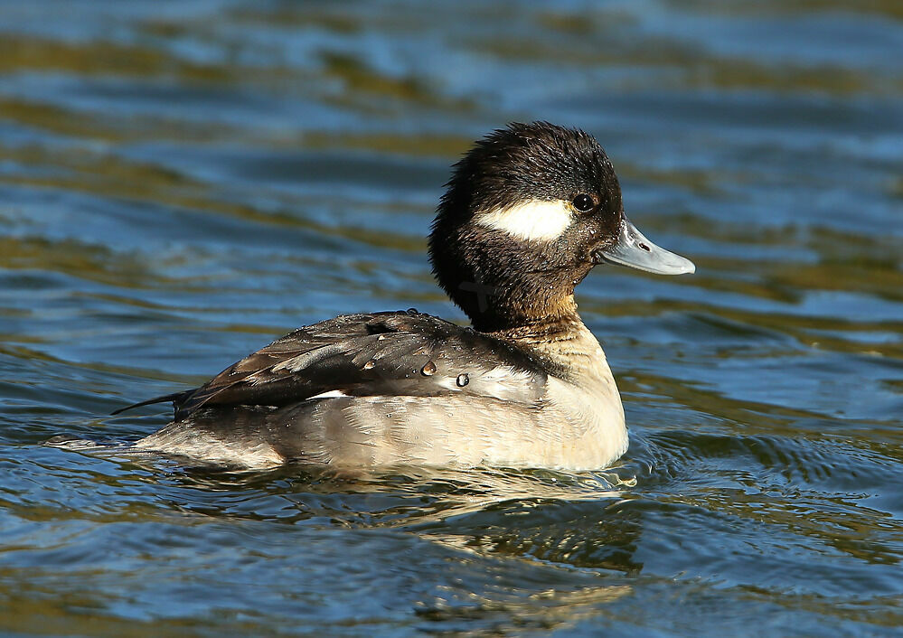 Bufflehead, swimming