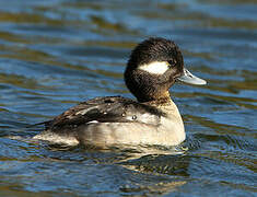 Bufflehead