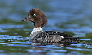 Barrow's Goldeneye