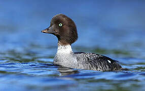 Barrow's Goldeneye