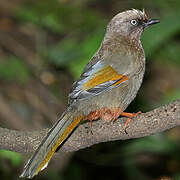 Elliot's Laughingthrush