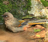 Elliot's Laughingthrush