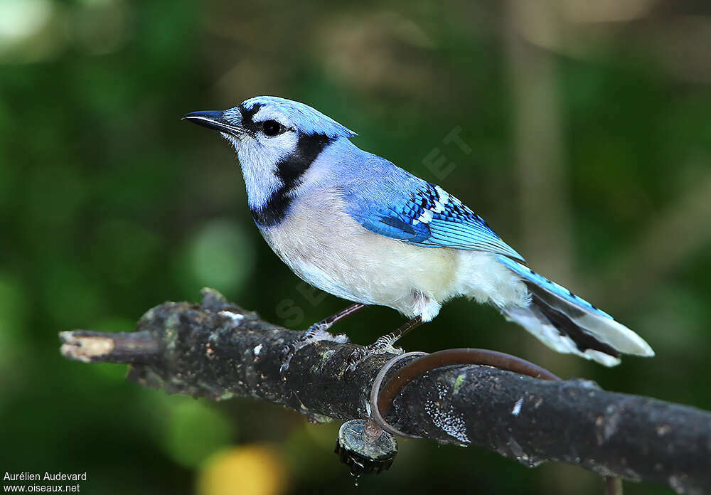 Blue Jayadult, identification