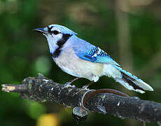 Blue Jay