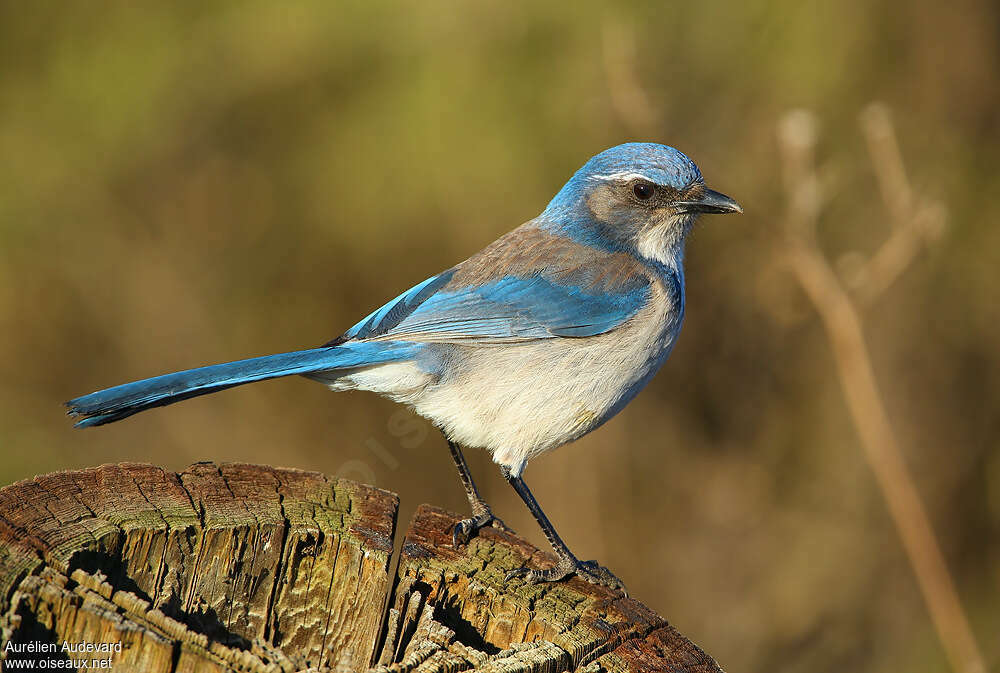 California Scrub Jay, identification