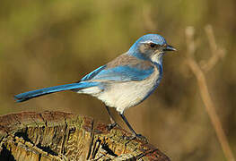 California Scrub Jay