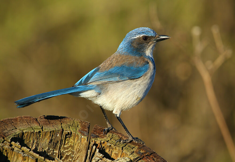 California Scrub Jayadult breeding, identification