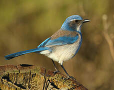 California Scrub Jay