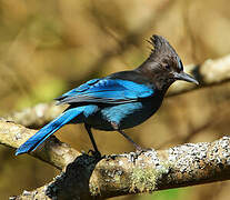 Steller's Jay