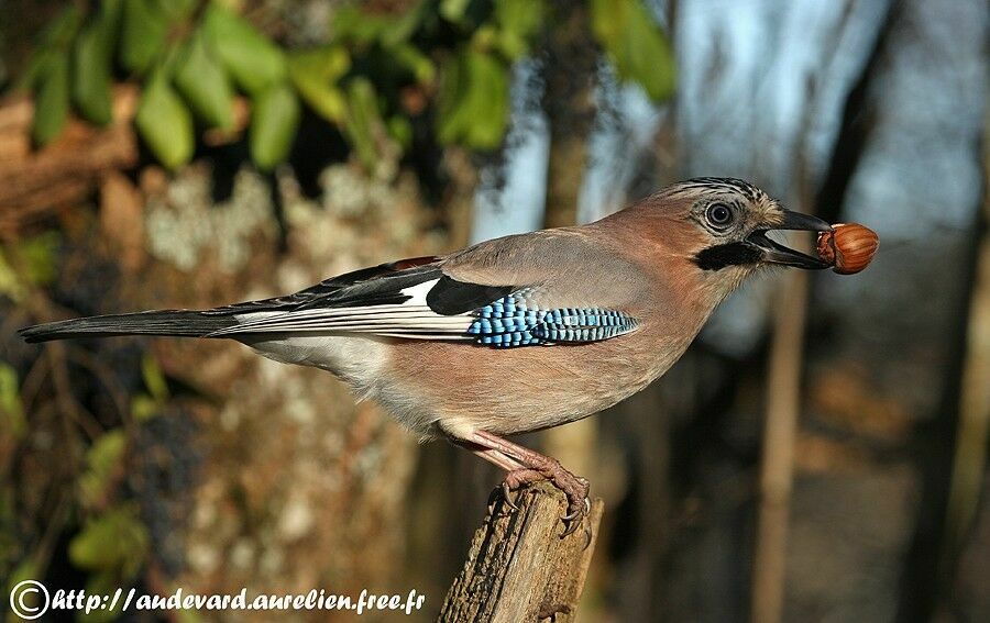 Eurasian Jay, feeding habits