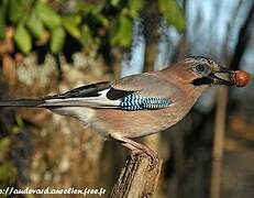 Eurasian Jay