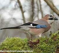 Eurasian Jay