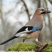 Eurasian Jay