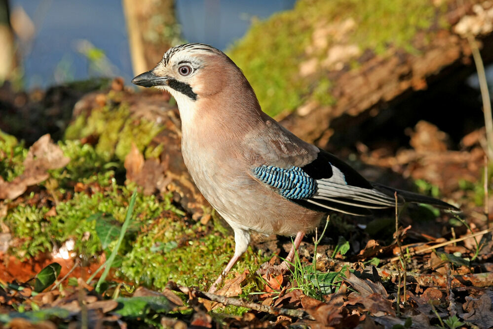 Eurasian Jay