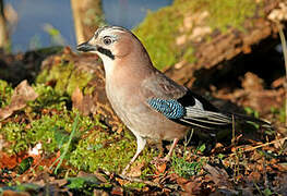 Eurasian Jay