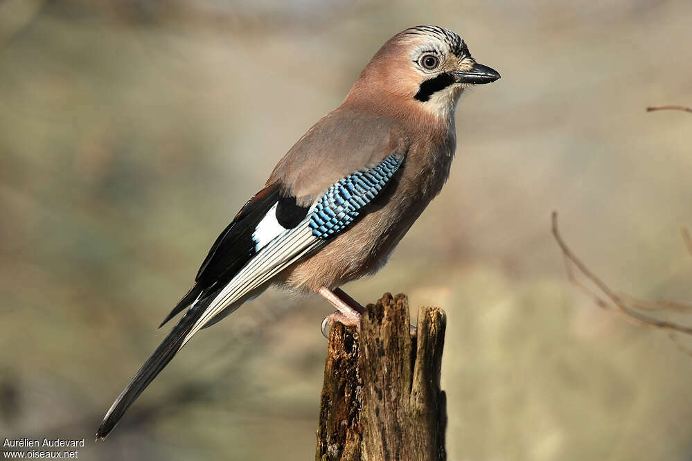 Geai des chênesadulte, identification