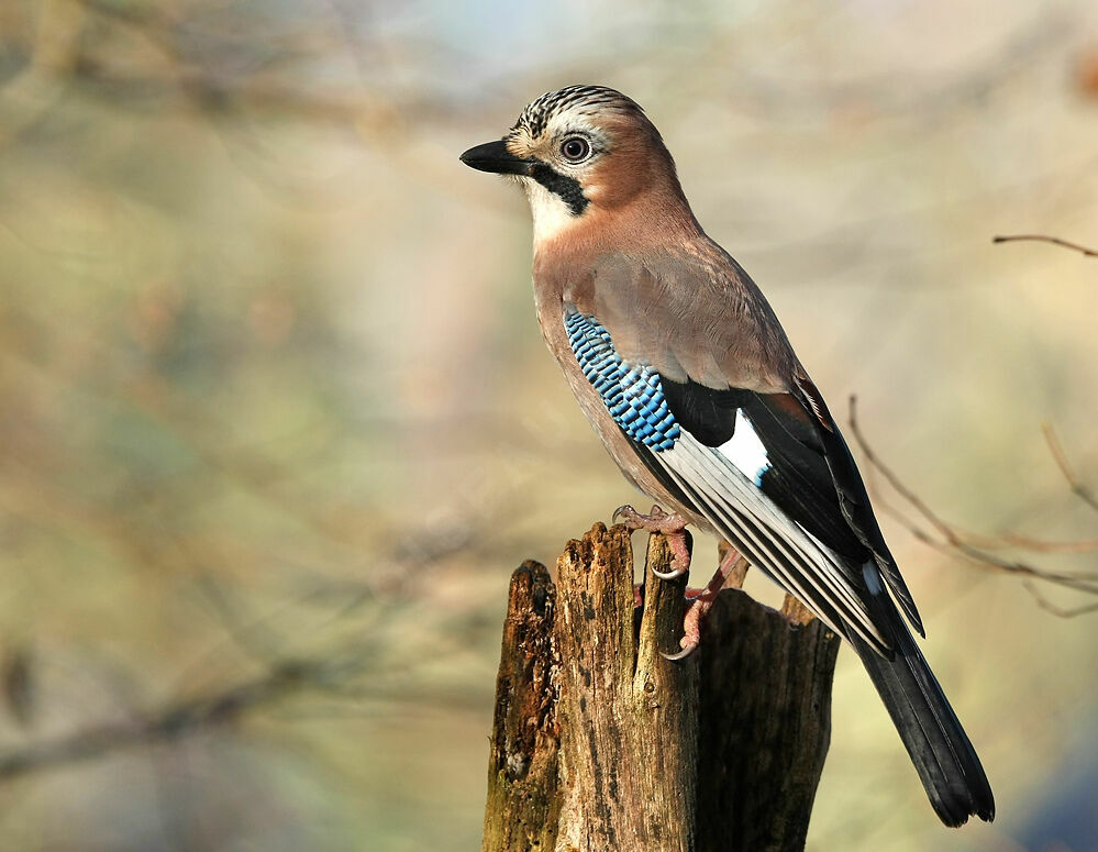 Eurasian Jayadult