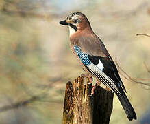 Eurasian Jay