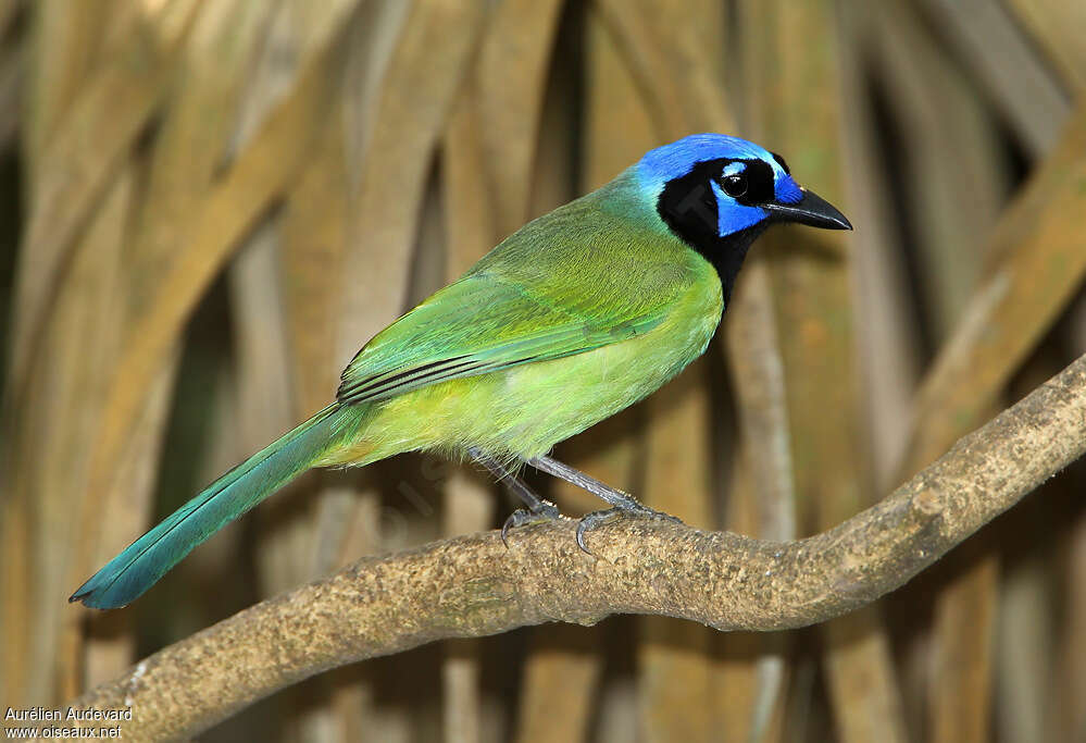 Inca Jayadult, identification