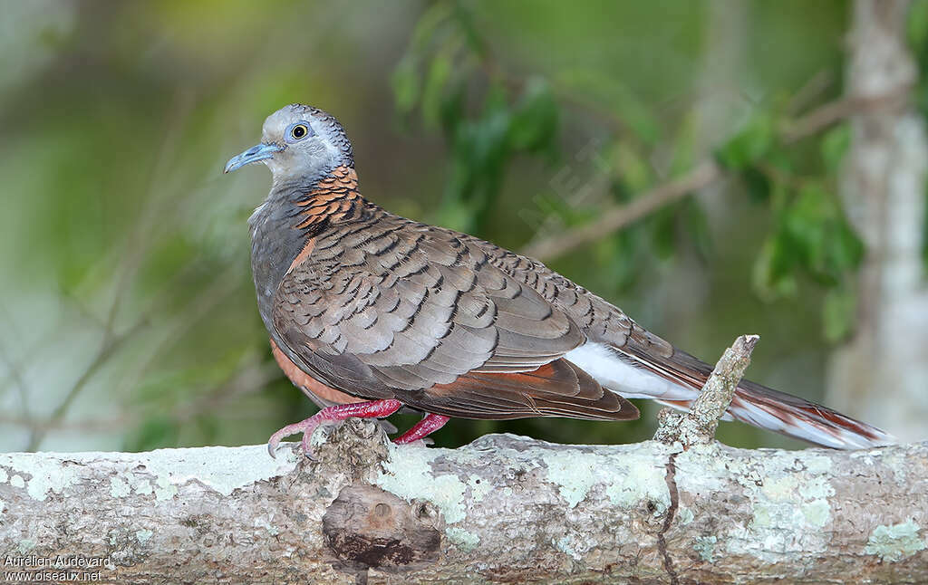 Bar-shouldered Dove male adult breeding, aspect, pigmentation