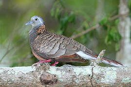 Bar-shouldered Dove