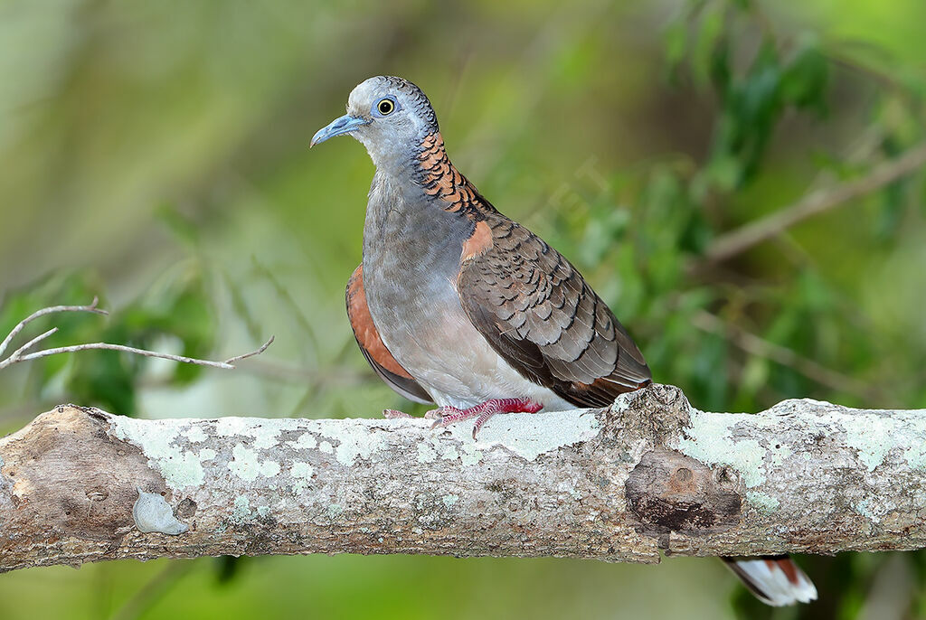 Bar-shouldered Dove male adult breeding, identification