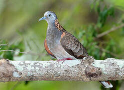 Bar-shouldered Dove