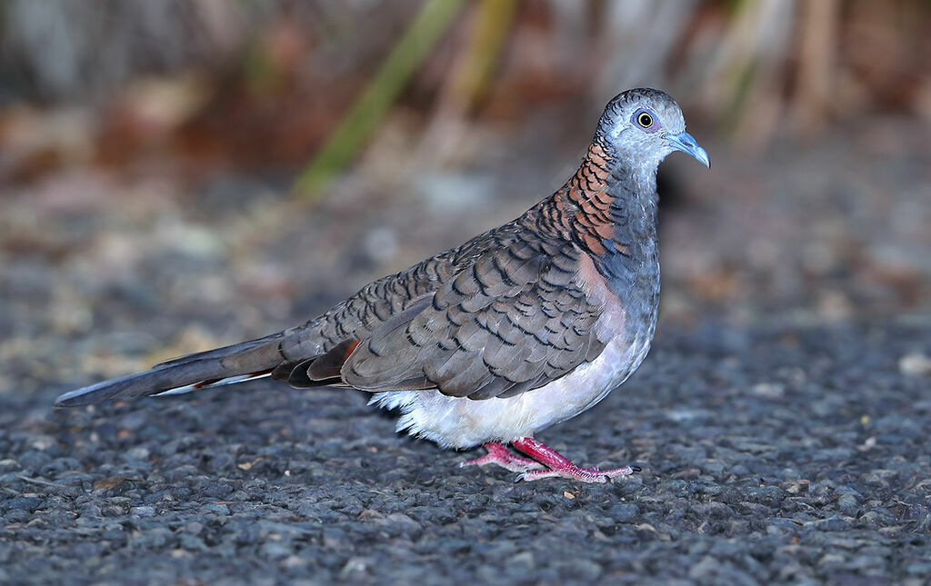 Bar-shouldered Doveadult, identification