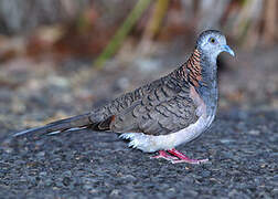 Bar-shouldered Dove