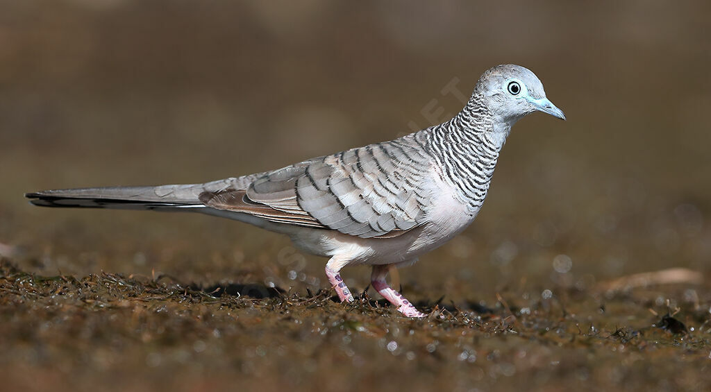 Peaceful Dove, identification