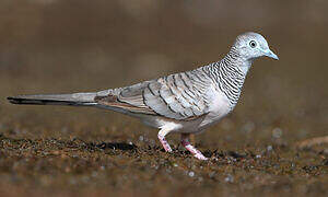 Peaceful Dove