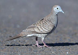 Zebra Dove