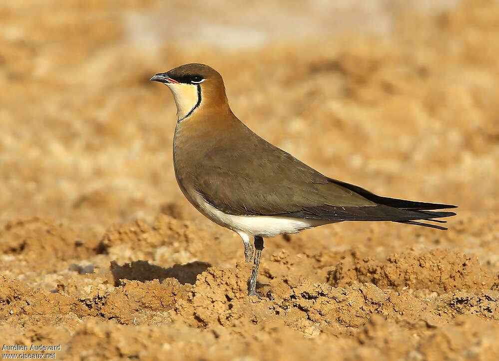 Black-winged Pratincoleadult, identification