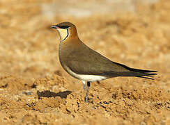 Black-winged Pratincole