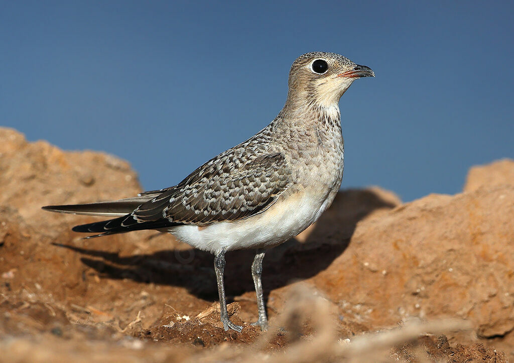 Collared Pratincole