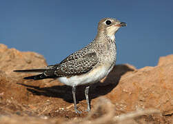 Collared Pratincole