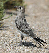 Collared Pratincole