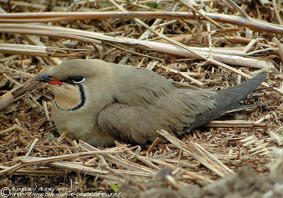 Collared Pratincoleadult breeding, identification