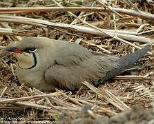 Collared Pratincole