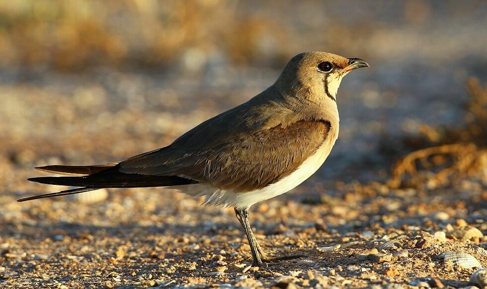 Collared Pratincoleadult breeding