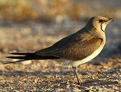 Collared Pratincole